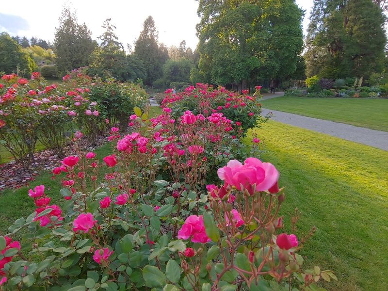 Over 1,500 Rose Bushes And Counting