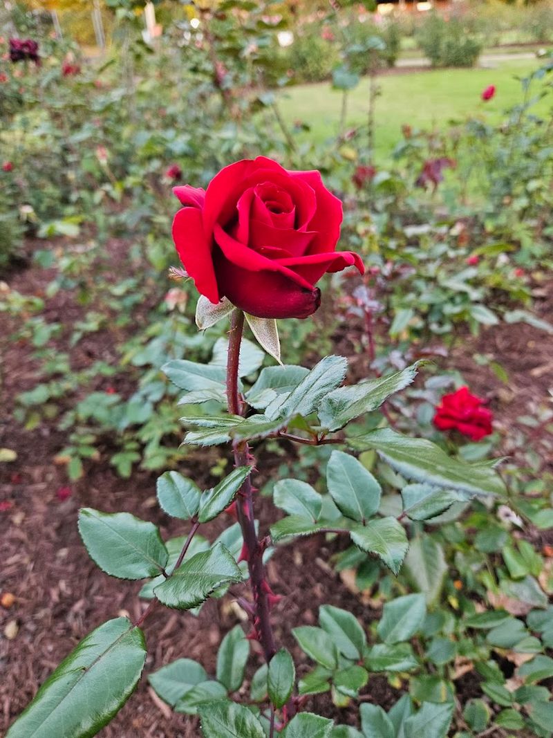 Over 1,800 Roses To Discover