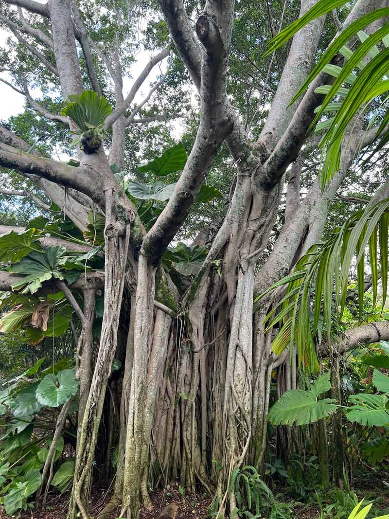 Over 200 Tree Species From Five Continents