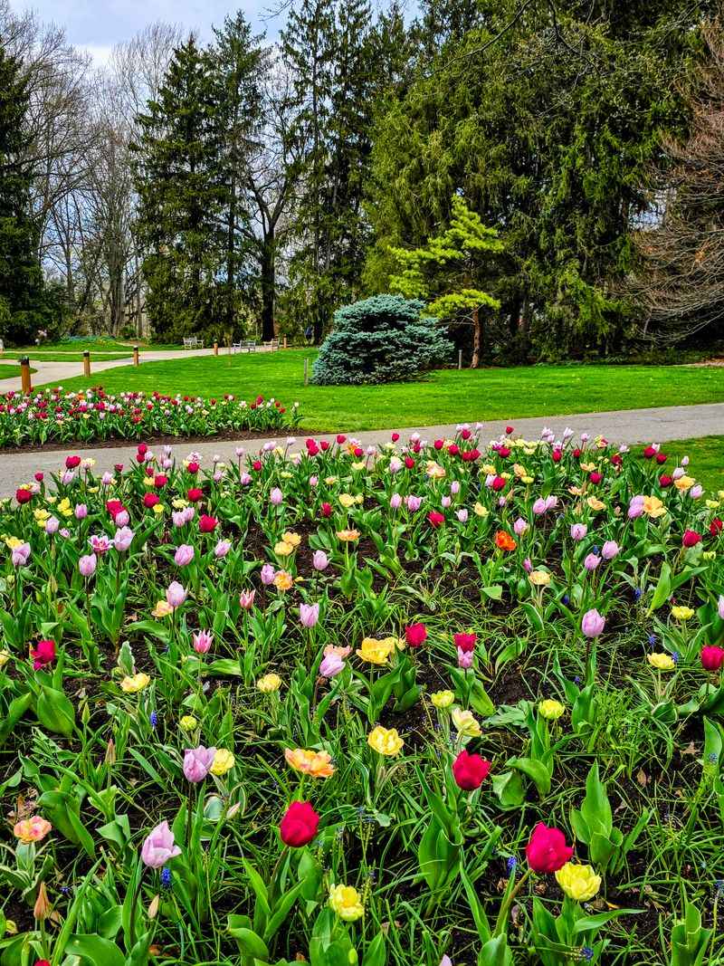 Rose Garden in Full Bloom