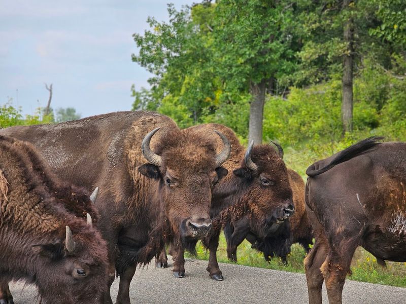 Over 3 Miles Of Hiking Trails Through Prairie, Woodland, And Wetlands