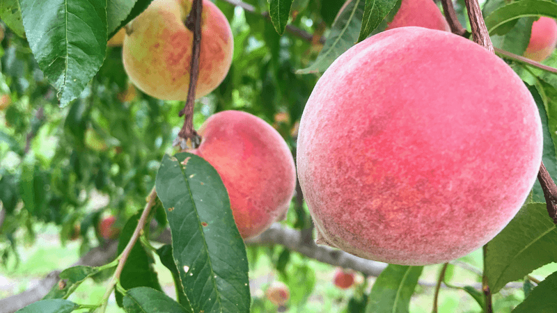 Over 30 Varieties Of Fresh Texas Peaches Over 30 Varieties Of Fresh Texas Peaches