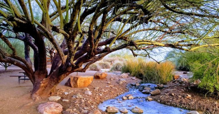 Over 300 Bird Species Gather At This Unexpected Wildlife Oasis In The Arizona Desert