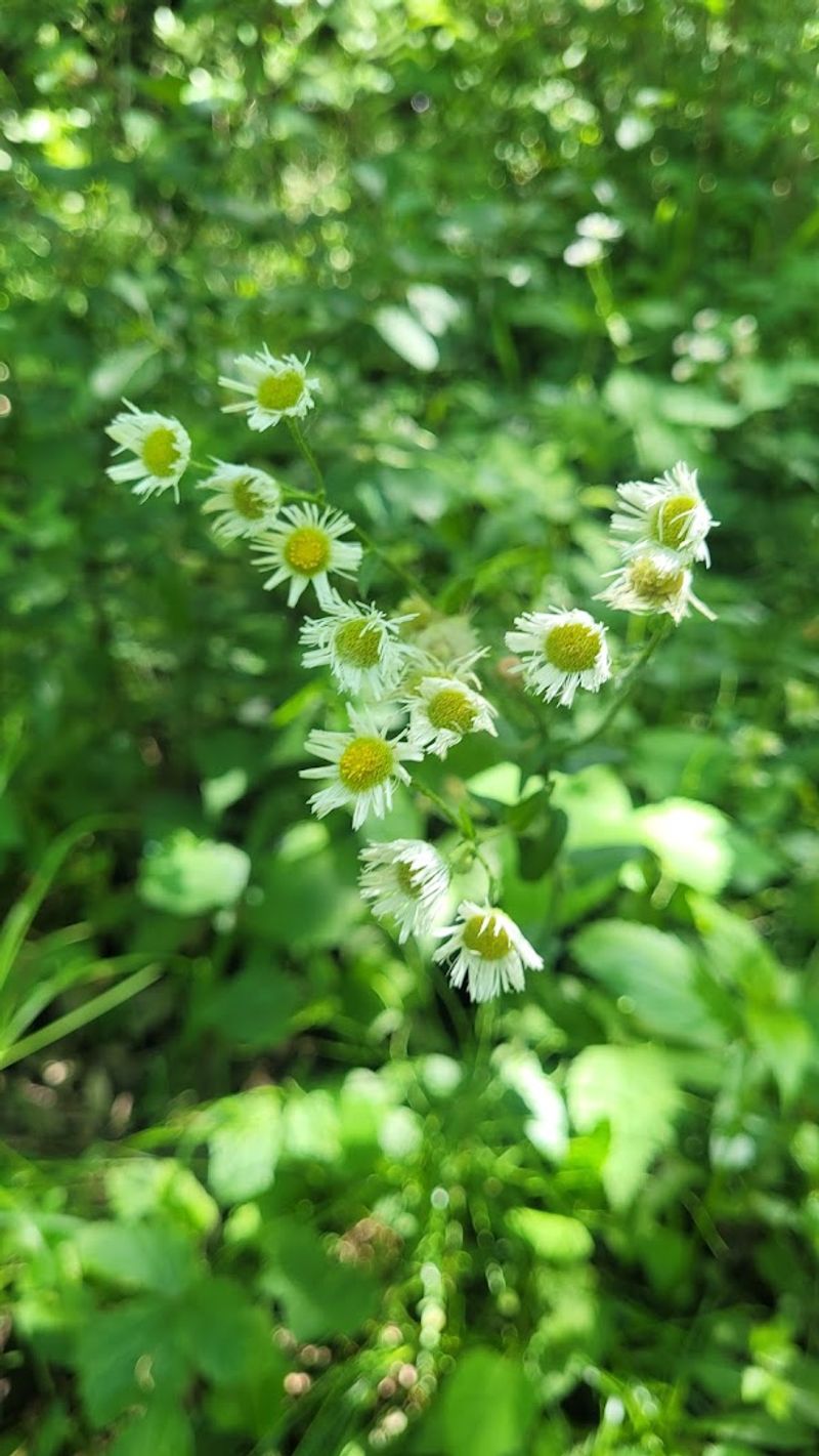 Monarch Butterflies Depend On The Prairie's Milkweed Patches