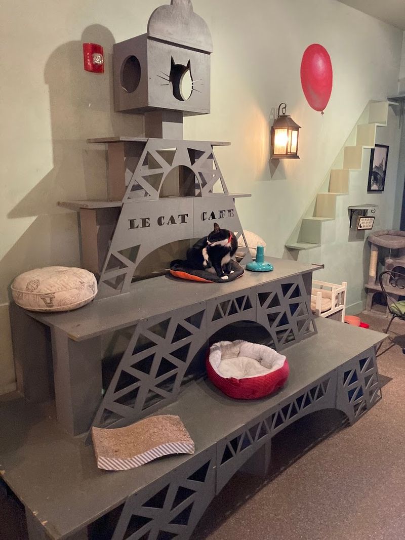 The Cat Enrichment Setup Is Seriously Impressive