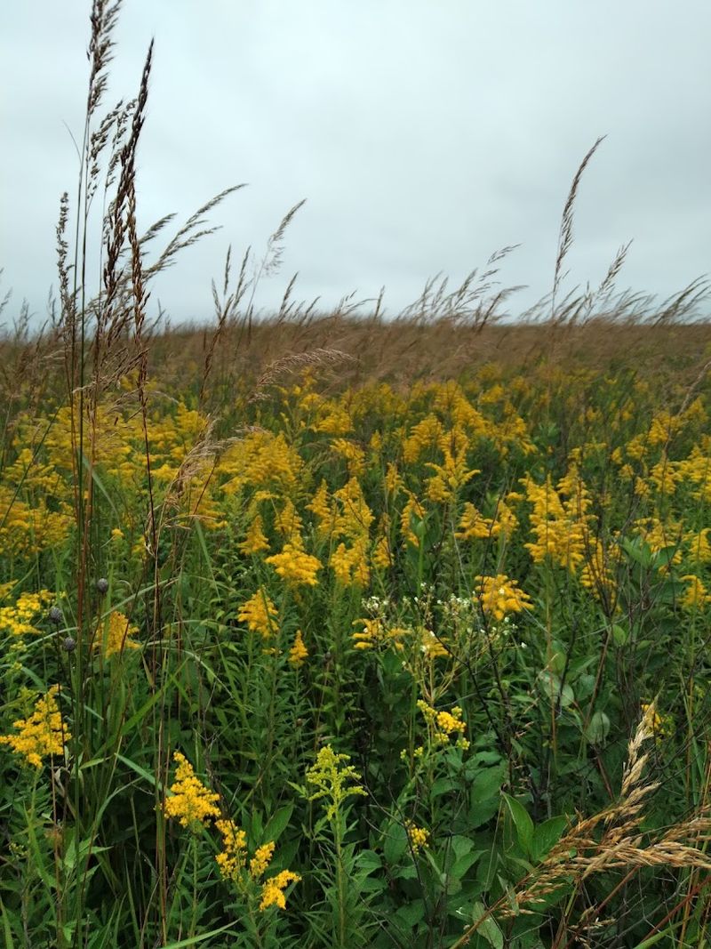 A Wildflower Display That Rivals Any Garden