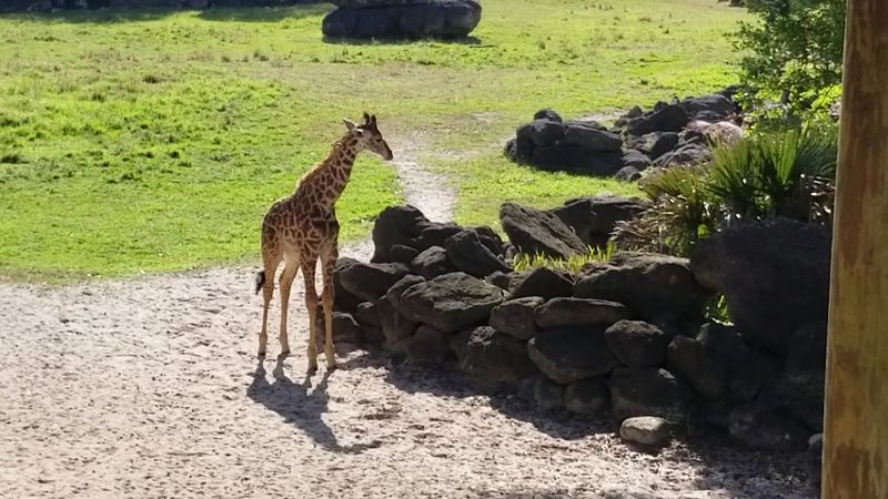 Over 500 Animals Call This Zoo Home