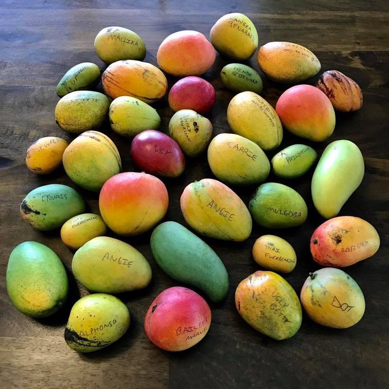 Over 500 Mango Varieties Are Often Featured At The Event