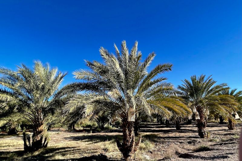 Over A Century Of Date Palm History Right Here Over A Century Of Date Palm History Right Here