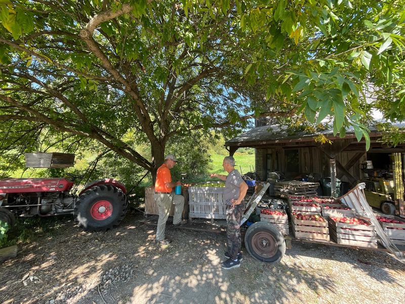 Over A Century Of Family Farming Lives In These Trees