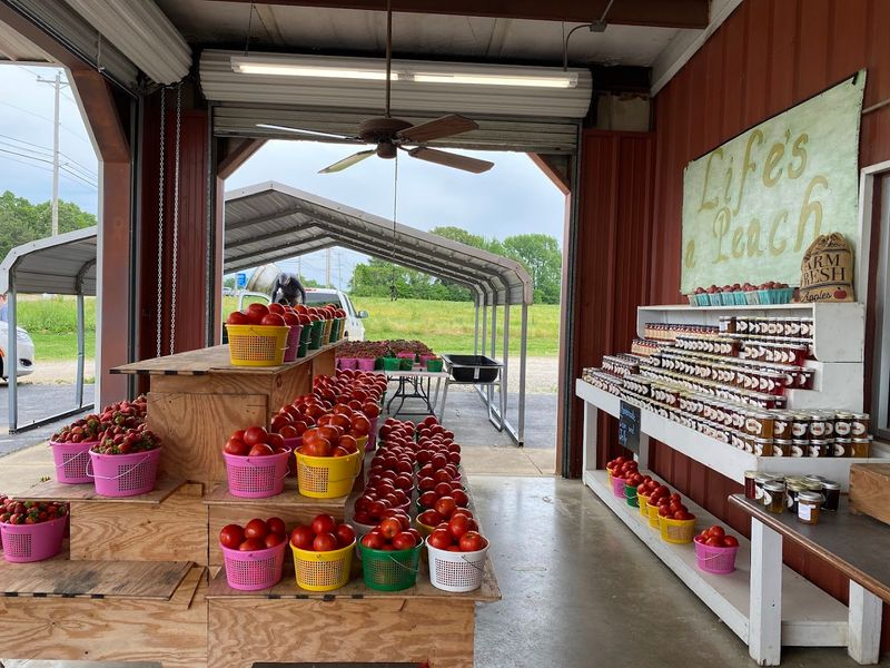 Over Eight Decades Of Peach-Picking History