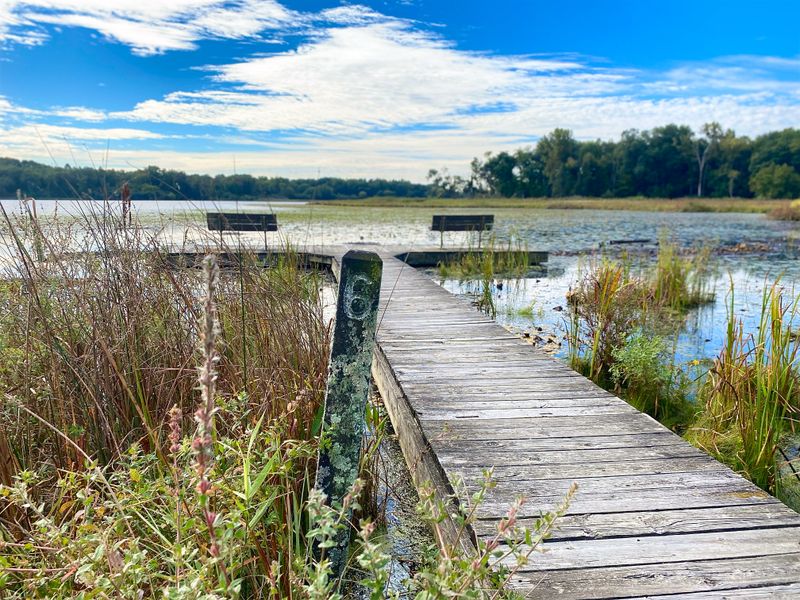 Wetlands Ecosystem Supporting Incredible Biodiversity