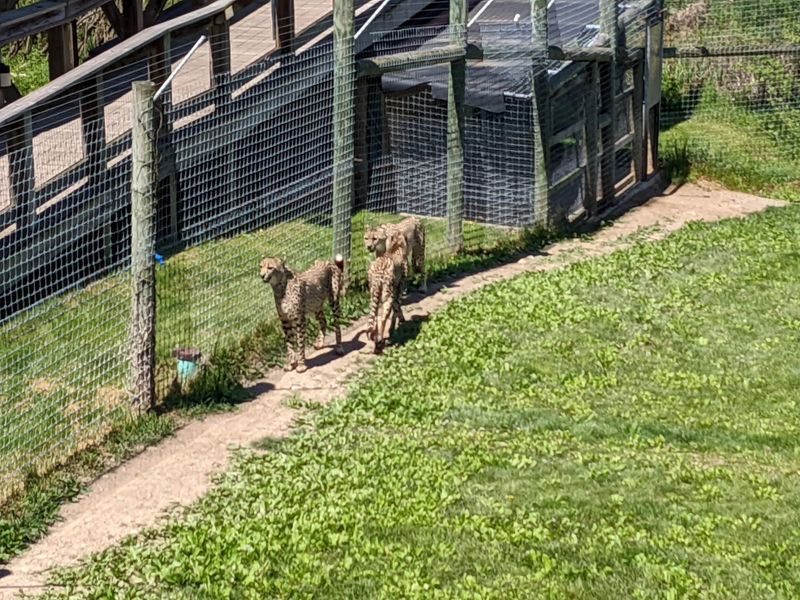 Cheetah Encounters From an Elevated Boardwalk