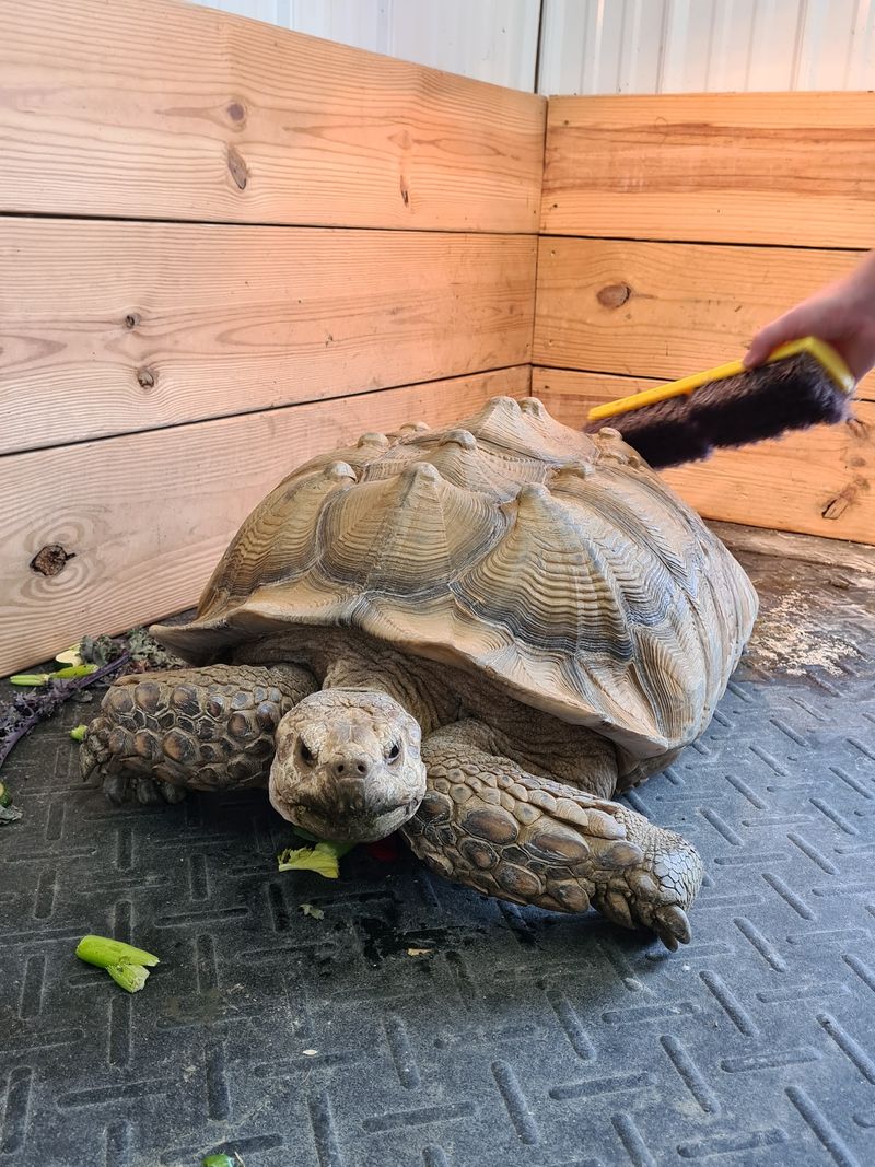 Owls, Quills, And A Tortoise That Loves A Good Scrub