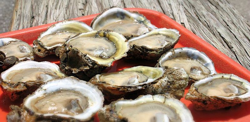 Oysters Are The Star Of The Show, Raw Or Baked