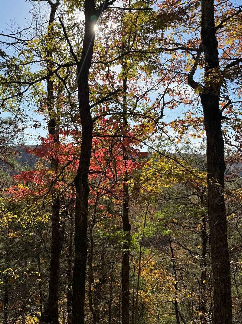 Ozark