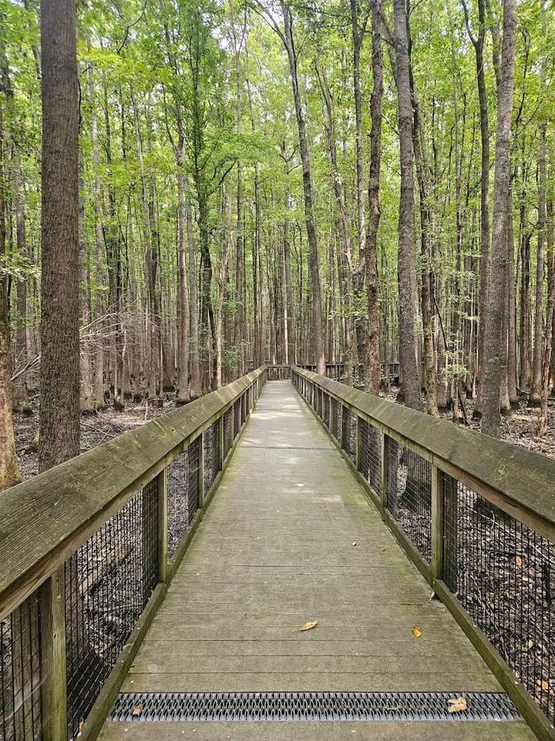 Louisiana Purchase State Park, Holly Grove