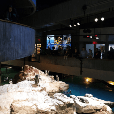 visit the new england aquarium