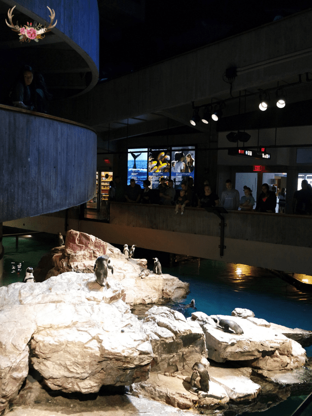 visit the new england aquarium