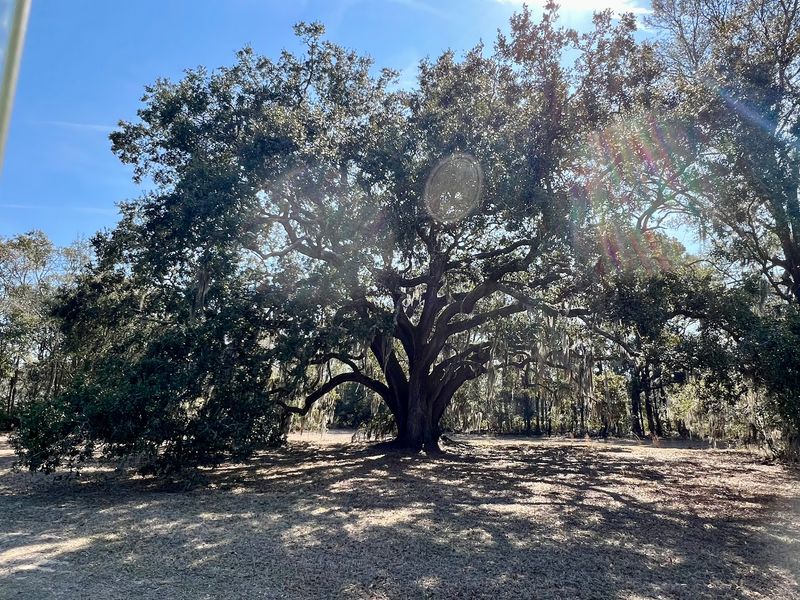 Pack A Lunch And Claim A Table Beneath The Oaks