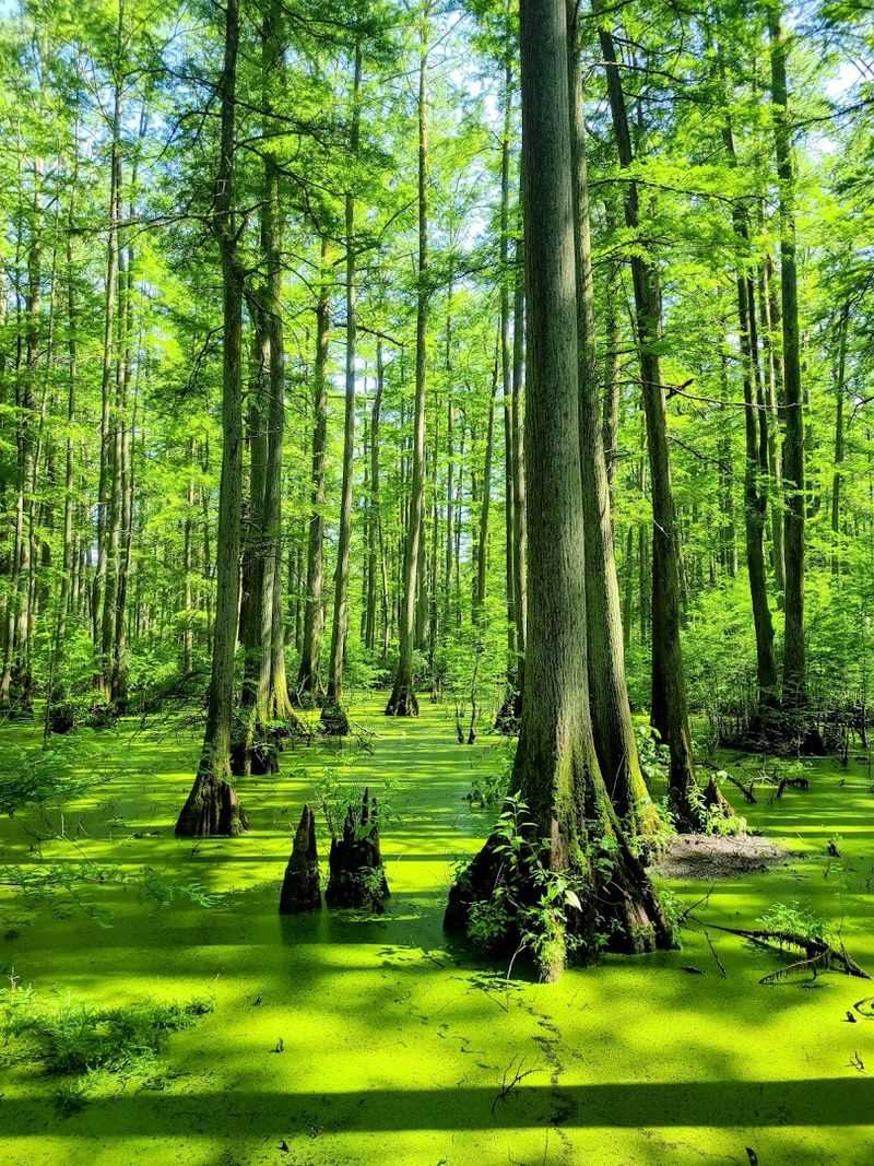 Pack For The Swamp