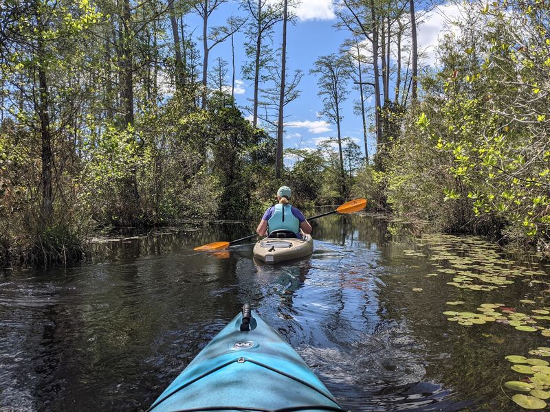 Paddle Straight Into The Cypress Cathedral Everyone Keeps Talking About