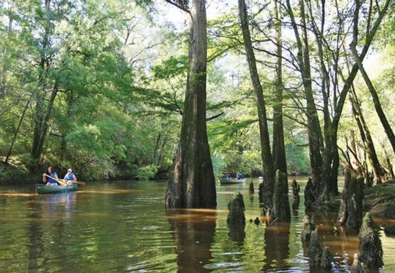 Paddle The Tea-Colored Lynches River