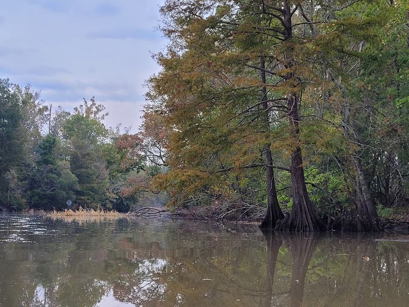 Paddling Through The Atchafalaya Basin Waterways