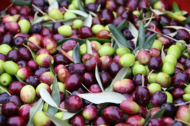 Picholine Olives