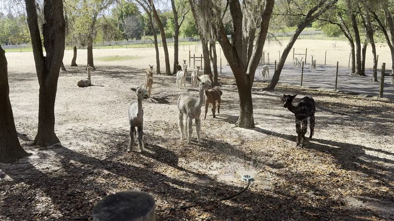 Paint With Alpacas: Art Meets Animal Therapy