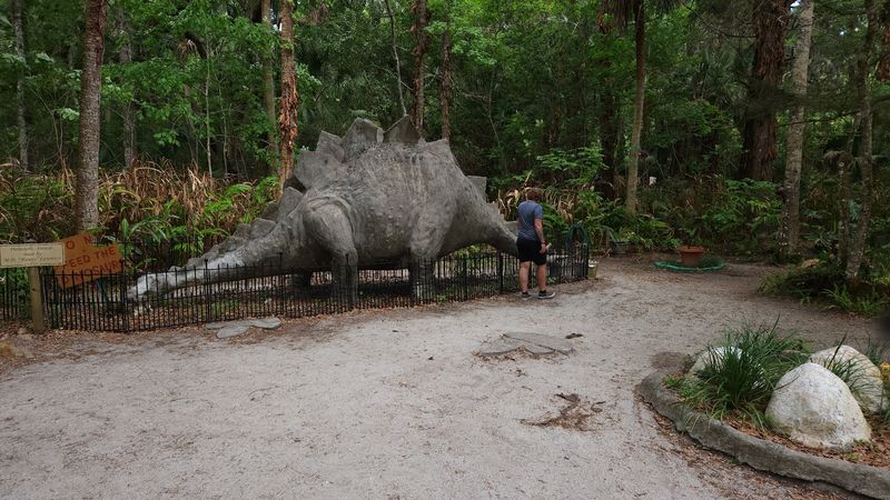 The Fascinating Story Of Bongoland Itself