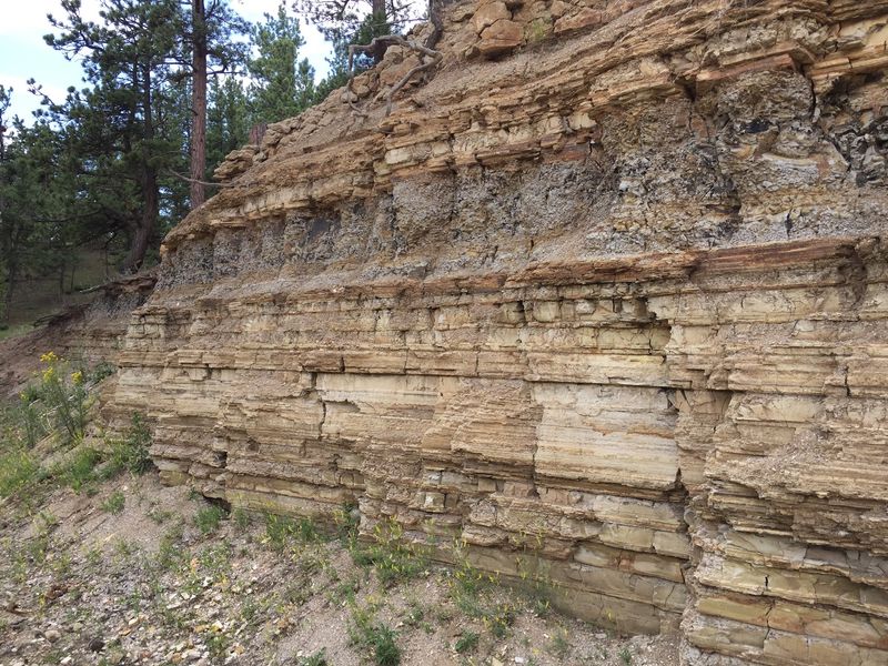 Pair It With Giant Petrified Stumps Just Up The Road Pair It With Giant Petrified Stumps Just Up The Road