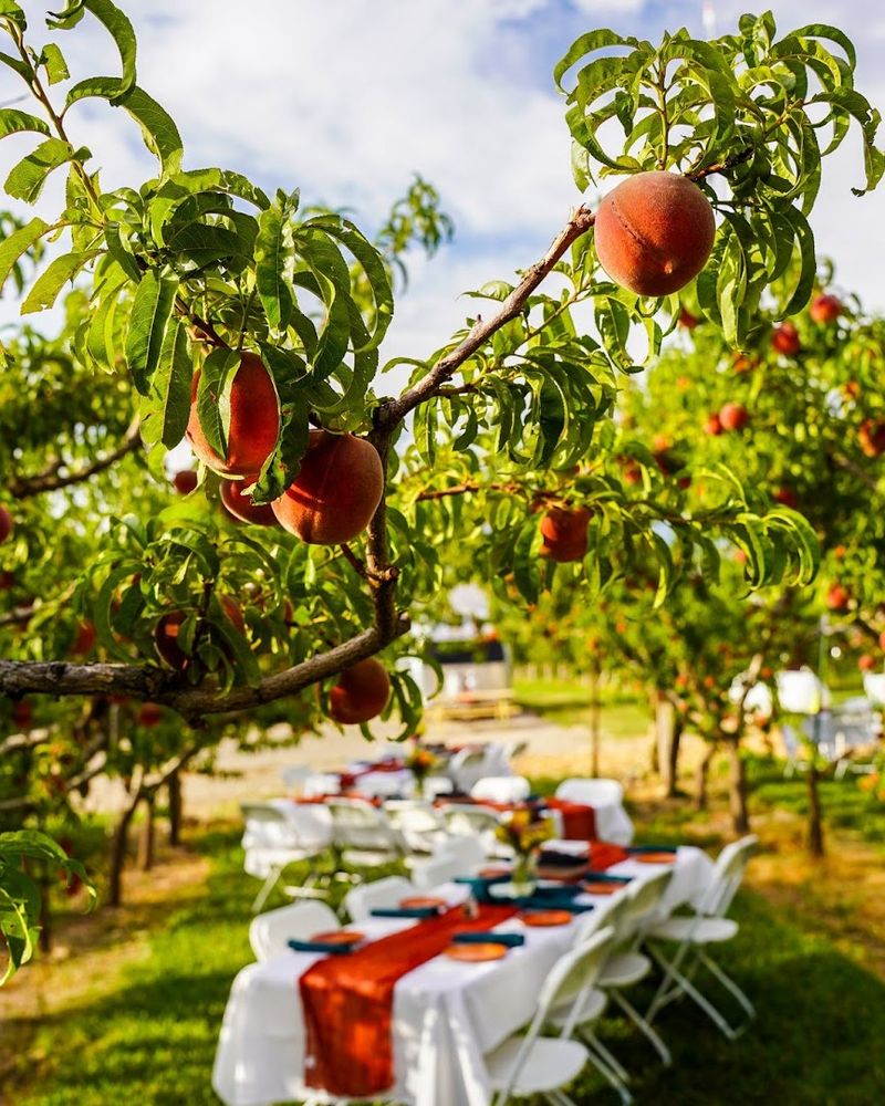 Palisade Peach Festival - Palisade, August 21–22, 2026