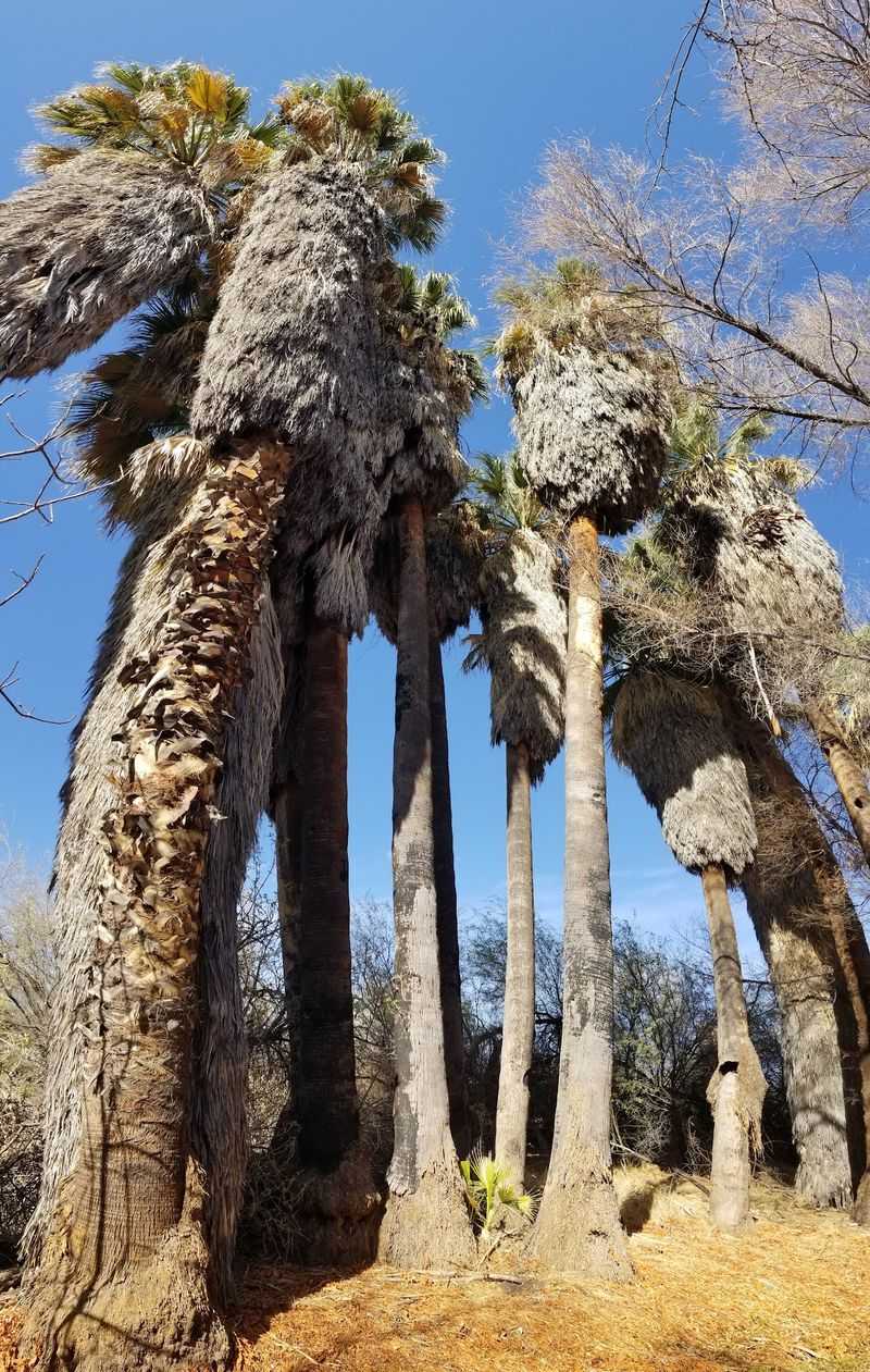 Palm Lake And Its Shaggy-Headed Locals