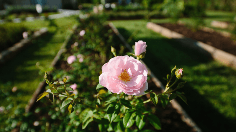 White Trail Flower Farm, West Palm Beach