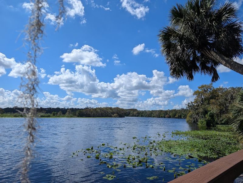 Seasonal Swamp Secrets