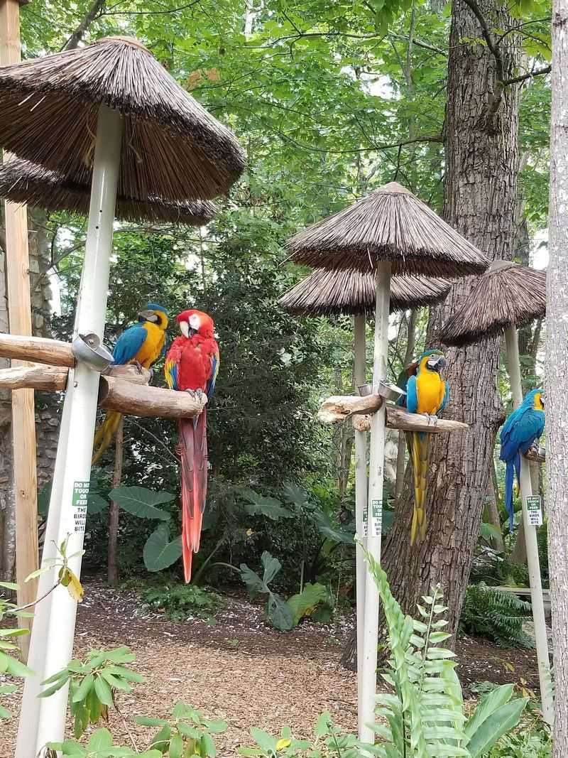 Parrot Mountain And Gardens