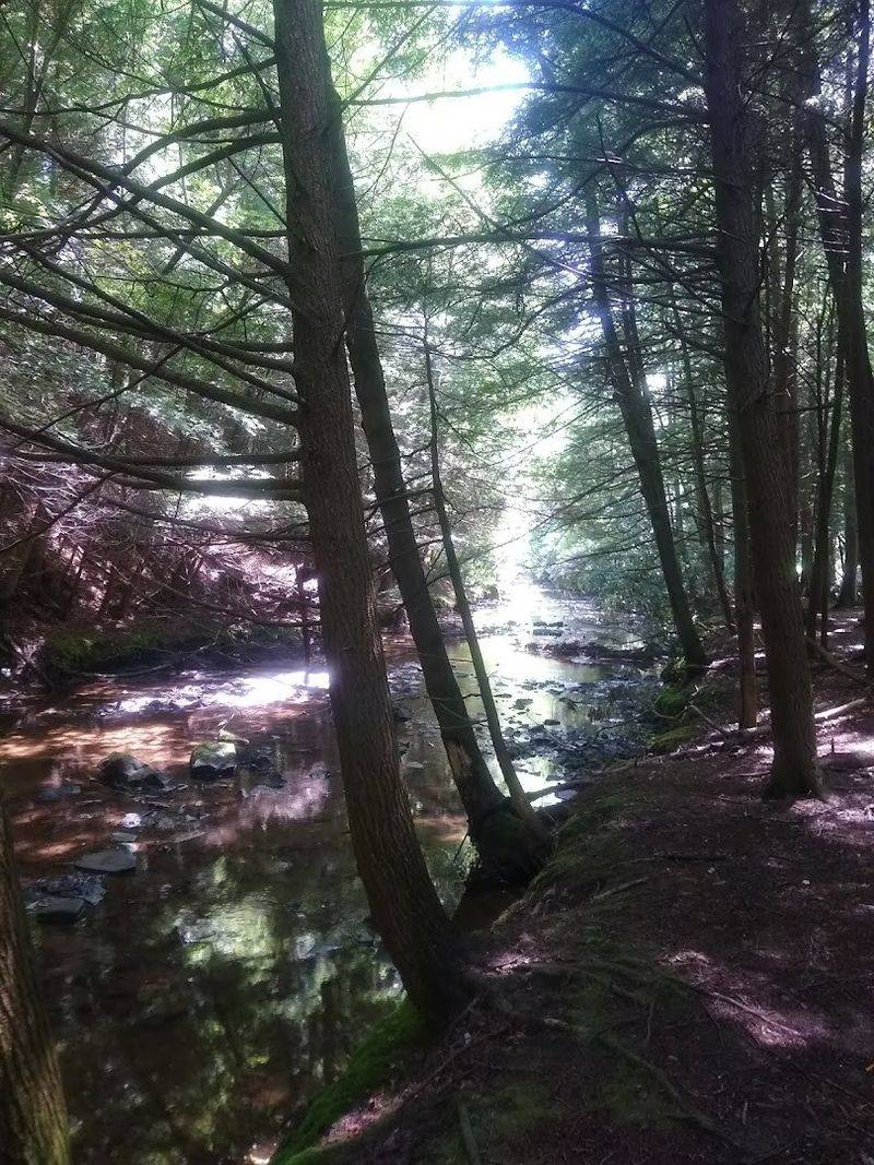 Part Of The Sprawling Forbes State Forest System Part Of The Sprawling Forbes State Forest System