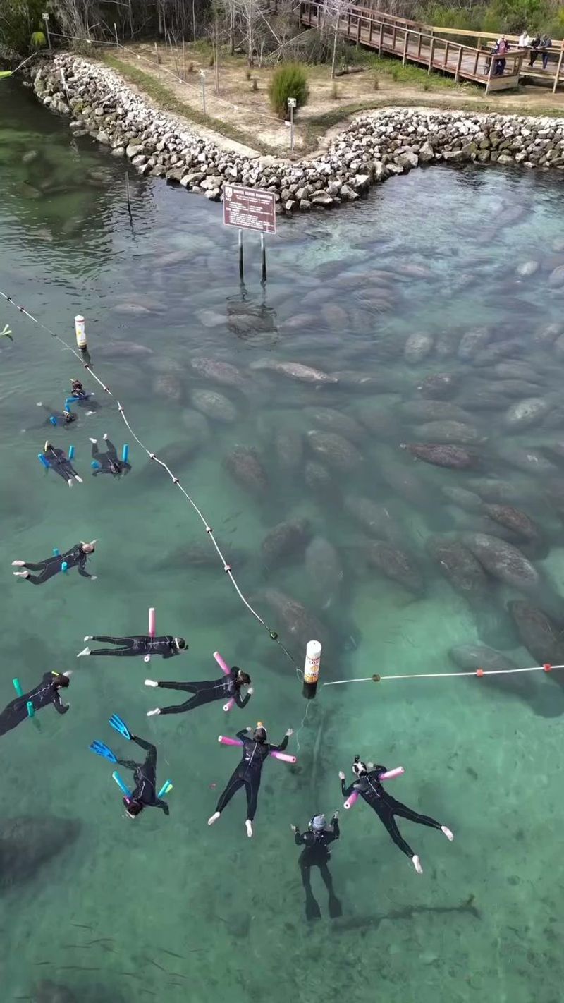 Crystal River – Manatee Capital of the World