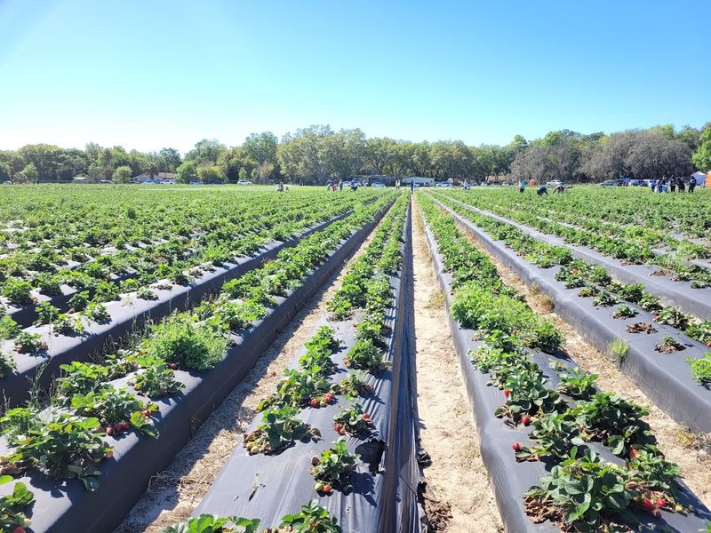Passion Organic Farms, Lutz, FL