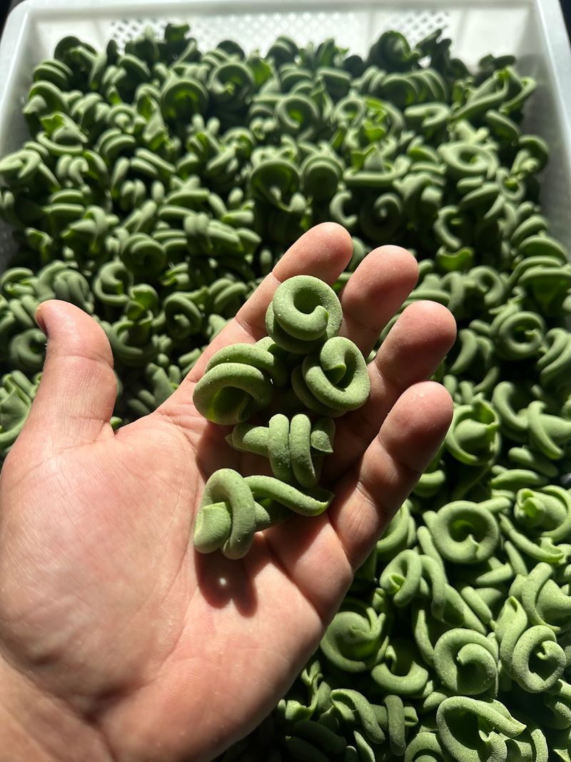 Pasta Made By Hand, Every Single Time Pasta Made By Hand, Every Single Time