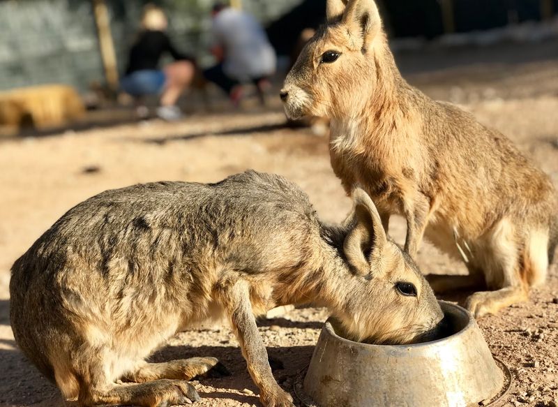 Patagonian Mara And Agouti: The Underdogs Worth Knowing