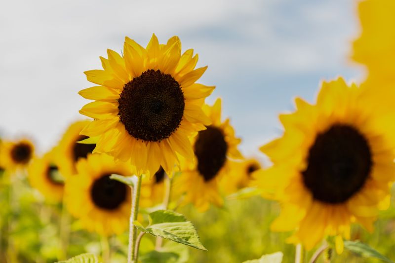 Yoga In Bloom Mornings