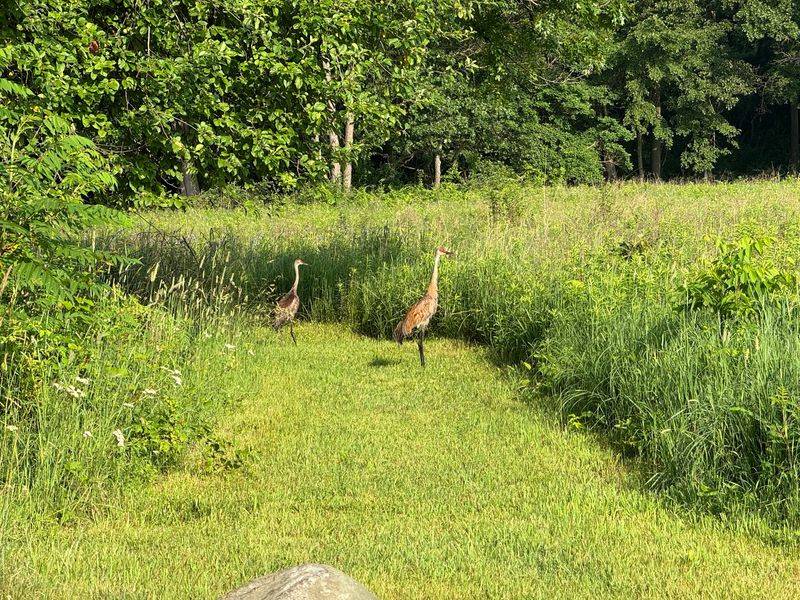 Pause And Listen To The Crane Chorus Pause And Listen To The Crane Chorus