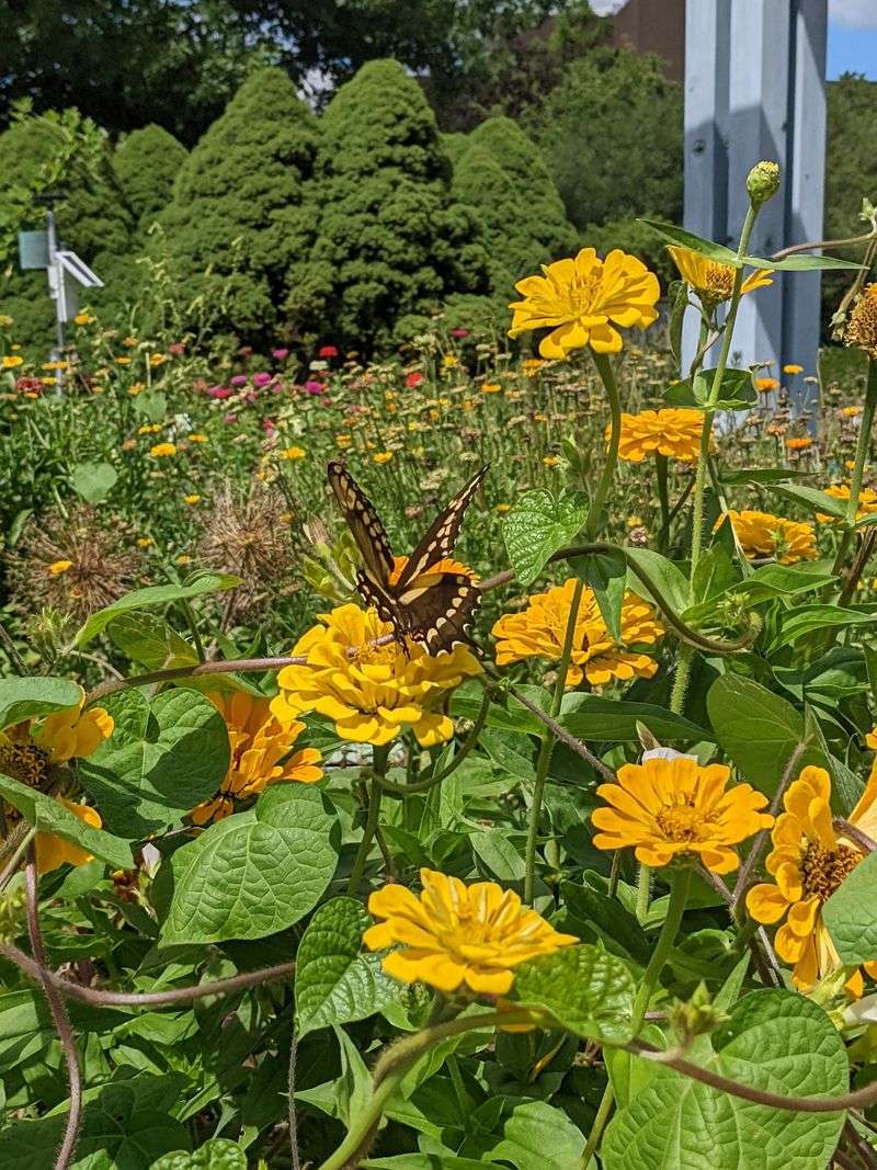 Pause Where Butterflies Gather