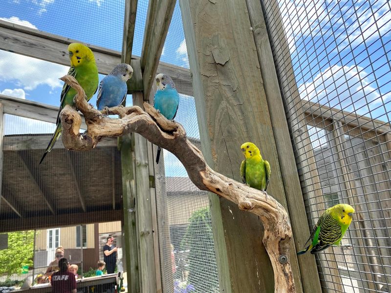 Pay Attention To The Bird And Reptile Rooms Pay Attention To The Bird And Reptile Rooms