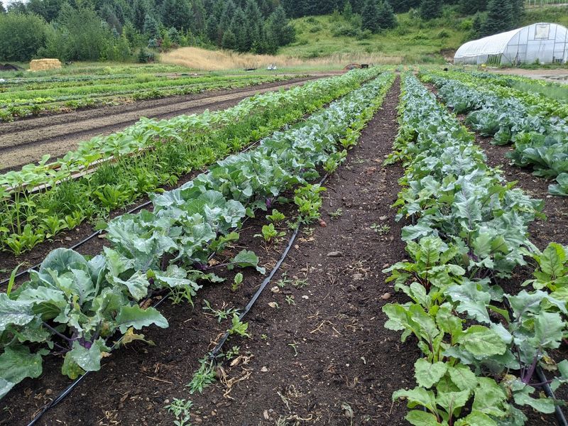 Pay Attention To The Farm-To-Baked-Goods Approach
