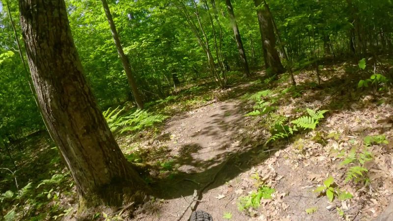 Pay Attention To The Hardwood Canopy