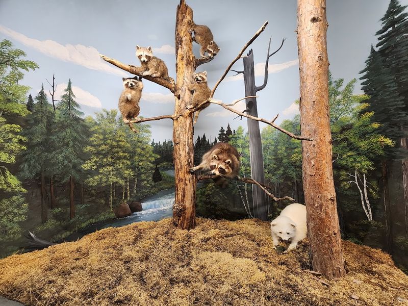 Pay Attention To The Michigan Animals First