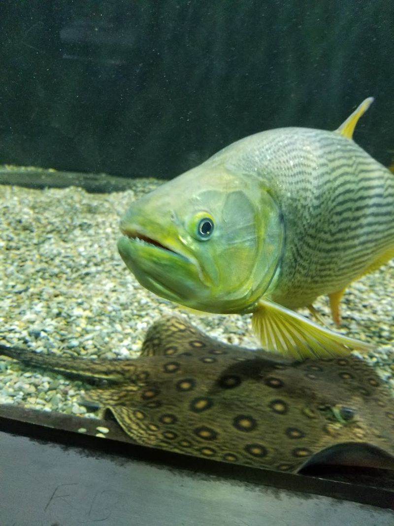 Pay Attention To The Native And Freshwater Emphasis Pay Attention To The Native And Freshwater Emphasis
